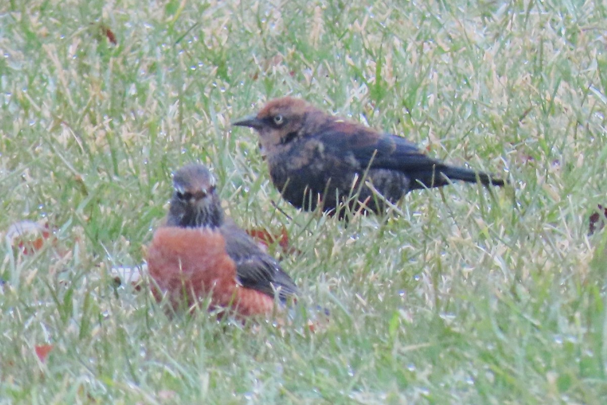 Rusty Blackbird - Riley Walsh