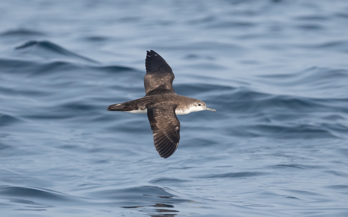 Persian Shearwater - ML611839799
