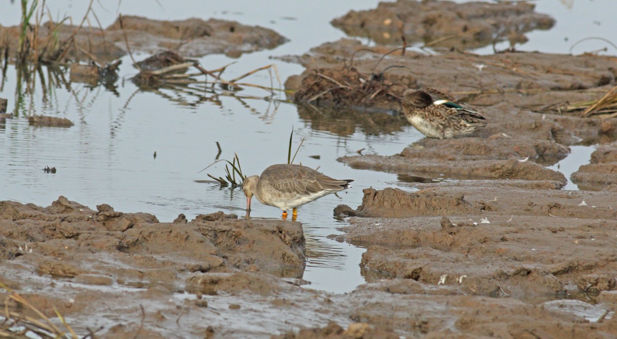 Black-tailed Godwit - Andrew Steele