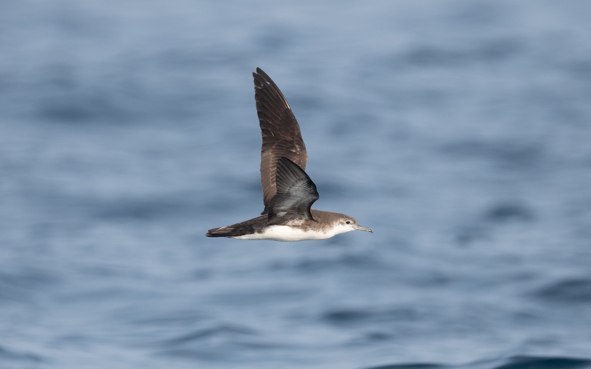 Persian Shearwater - ML611839913
