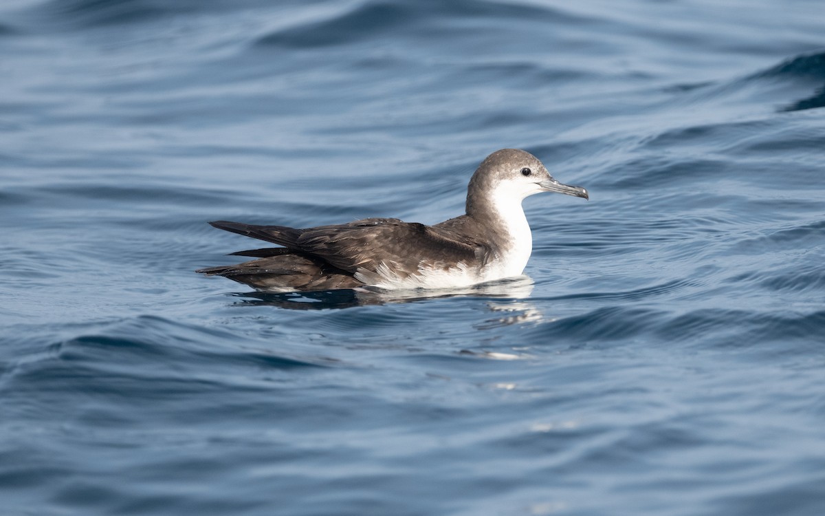 Persian Shearwater - ML611839935