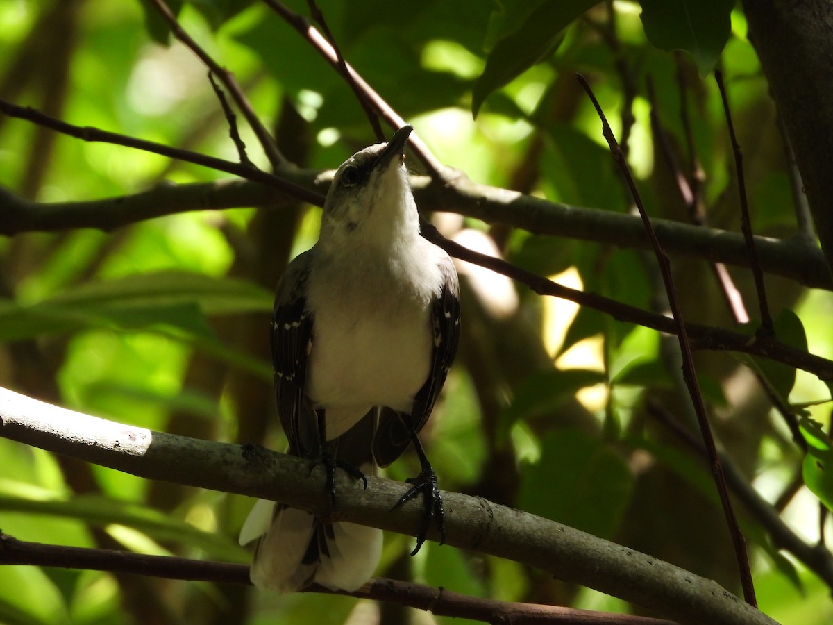 Tropical Mockingbird (San Andres) - ML611839936