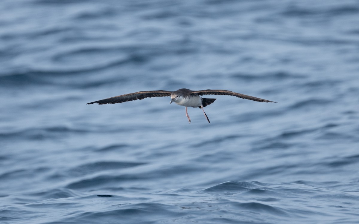 Persian Shearwater - ML611839980