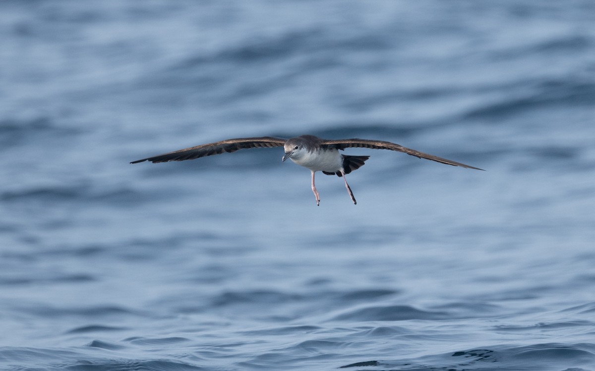 Persian Shearwater - ML611839981