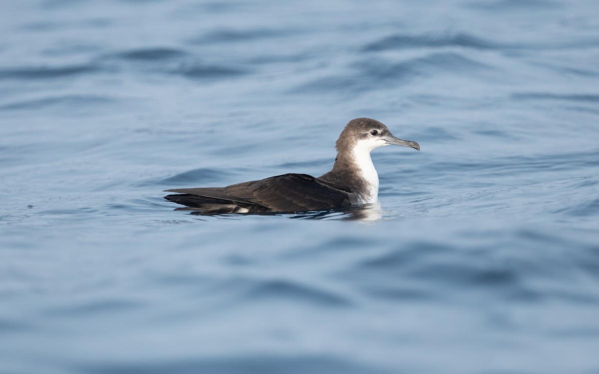 Persian Shearwater - ML611840015