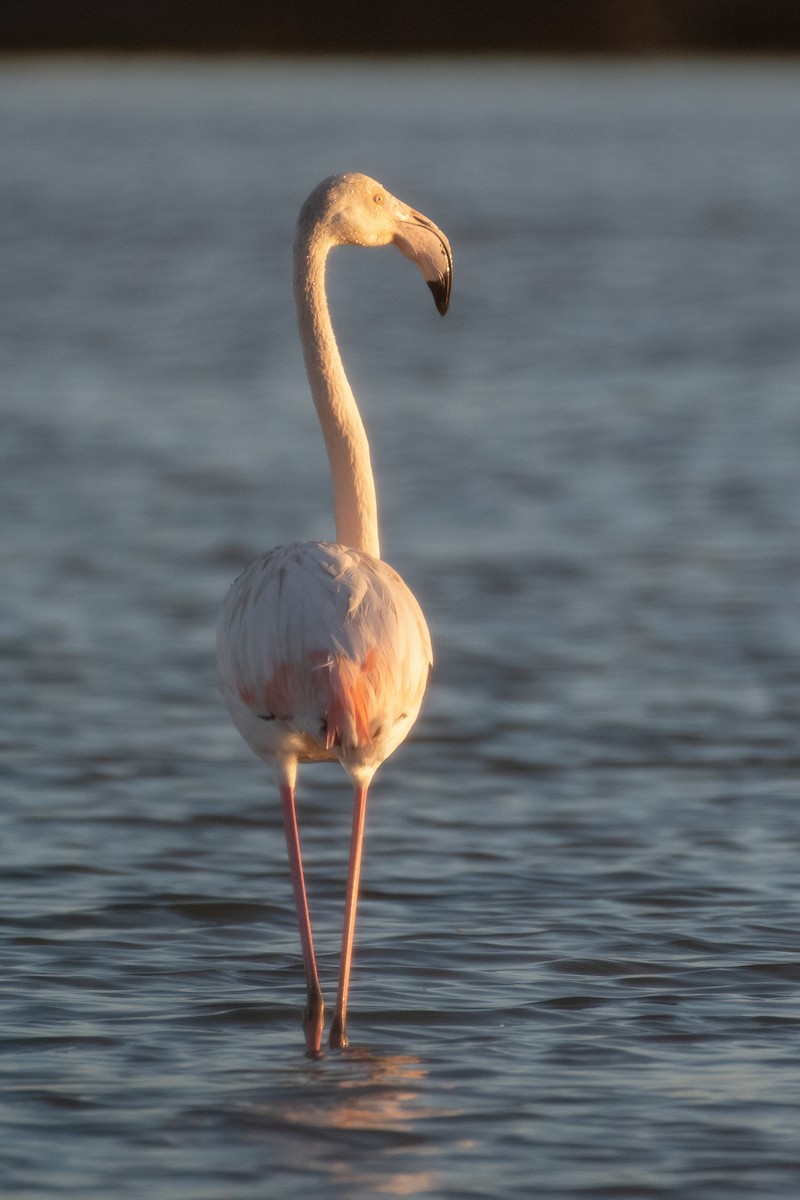 Greater Flamingo - ML611840016