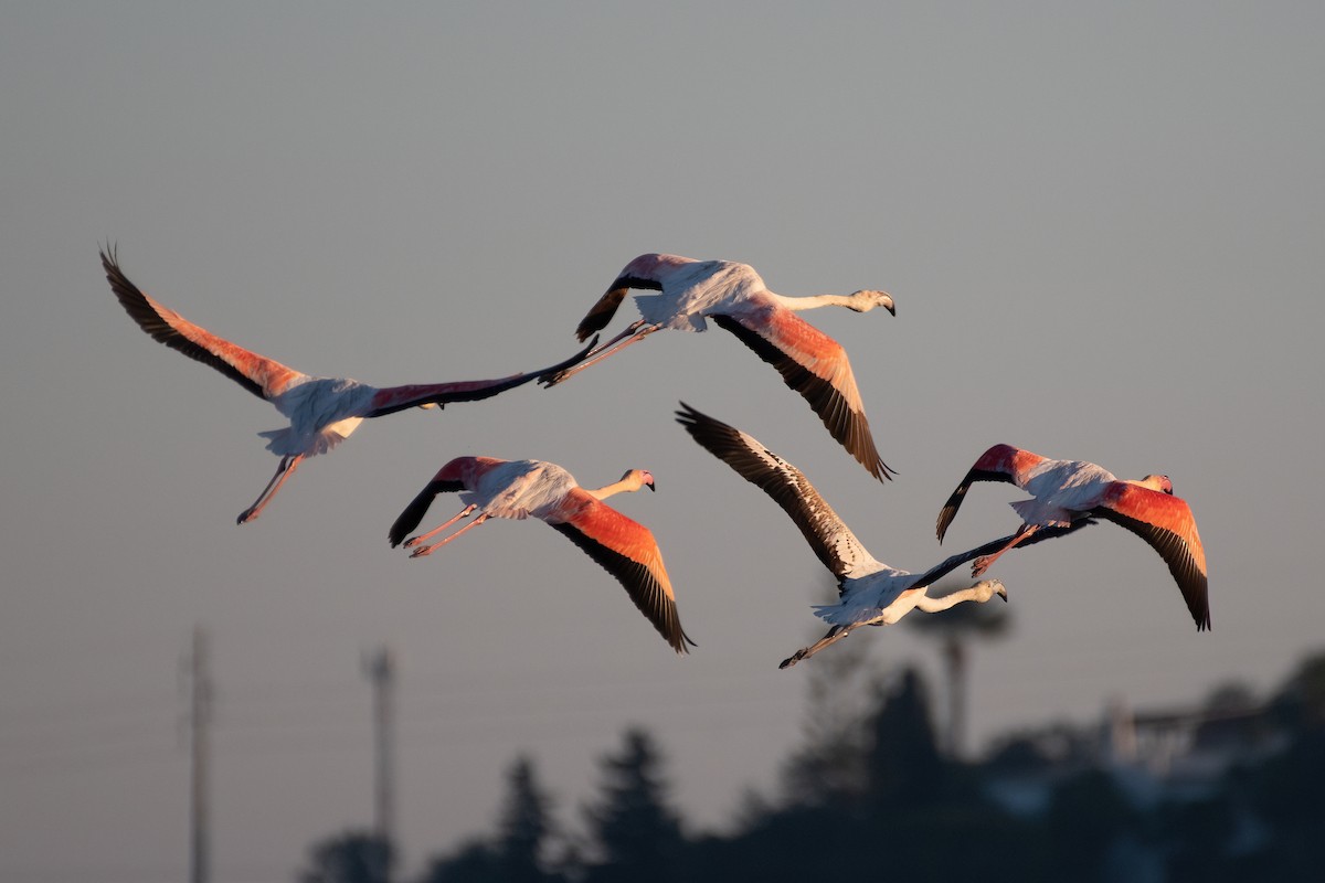 Greater Flamingo - Ana Amaral