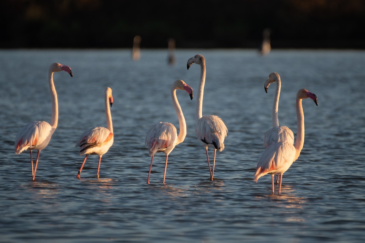Greater Flamingo - Ana Amaral