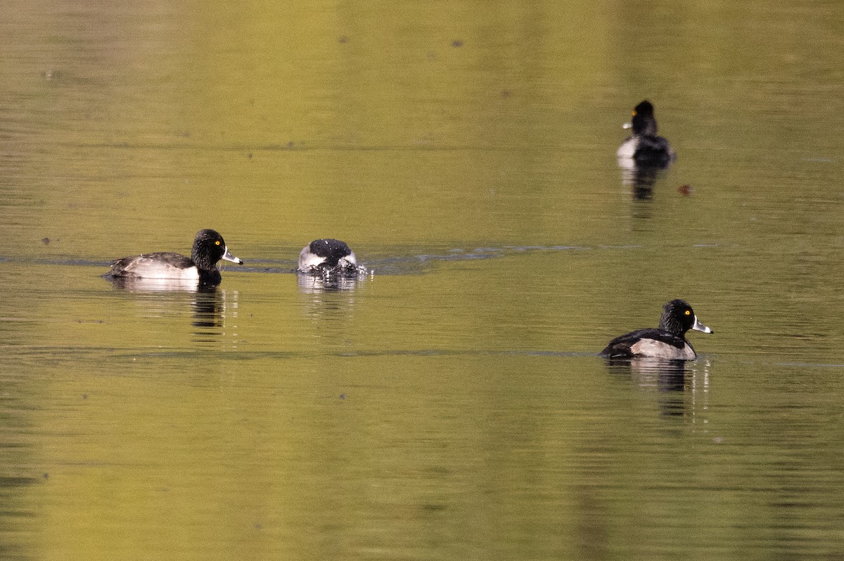 Ring-necked Duck - ML611840107