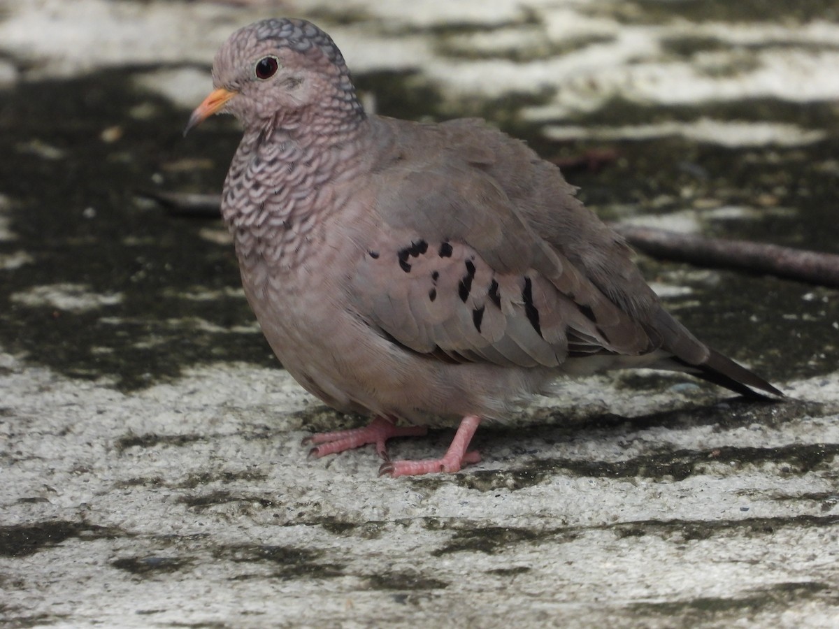 Common Ground Dove - ML611840118