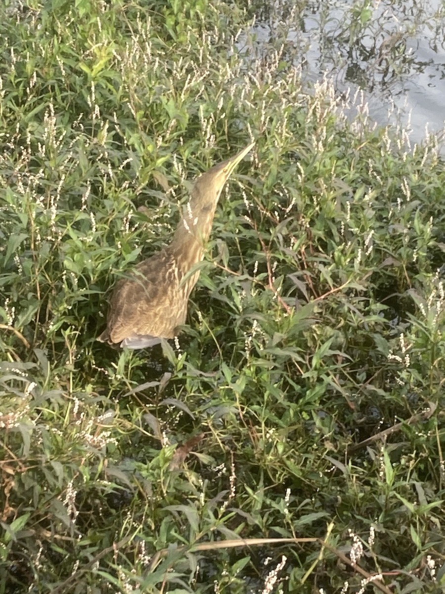 American Bittern - ML611840180