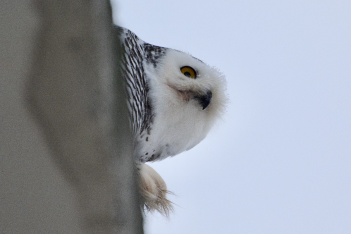 Snowy Owl - ML611840190