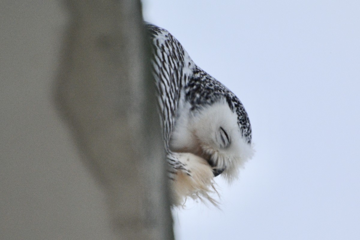 Snowy Owl - ML611840193