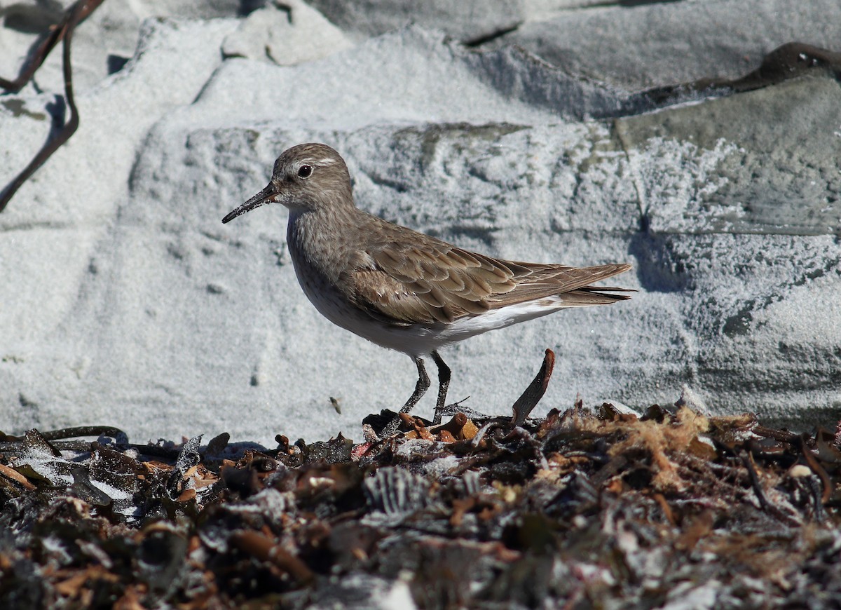 White-rumped Sandpiper - ML611840320