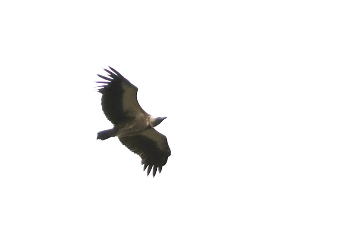 White-backed Vulture - ML611840367