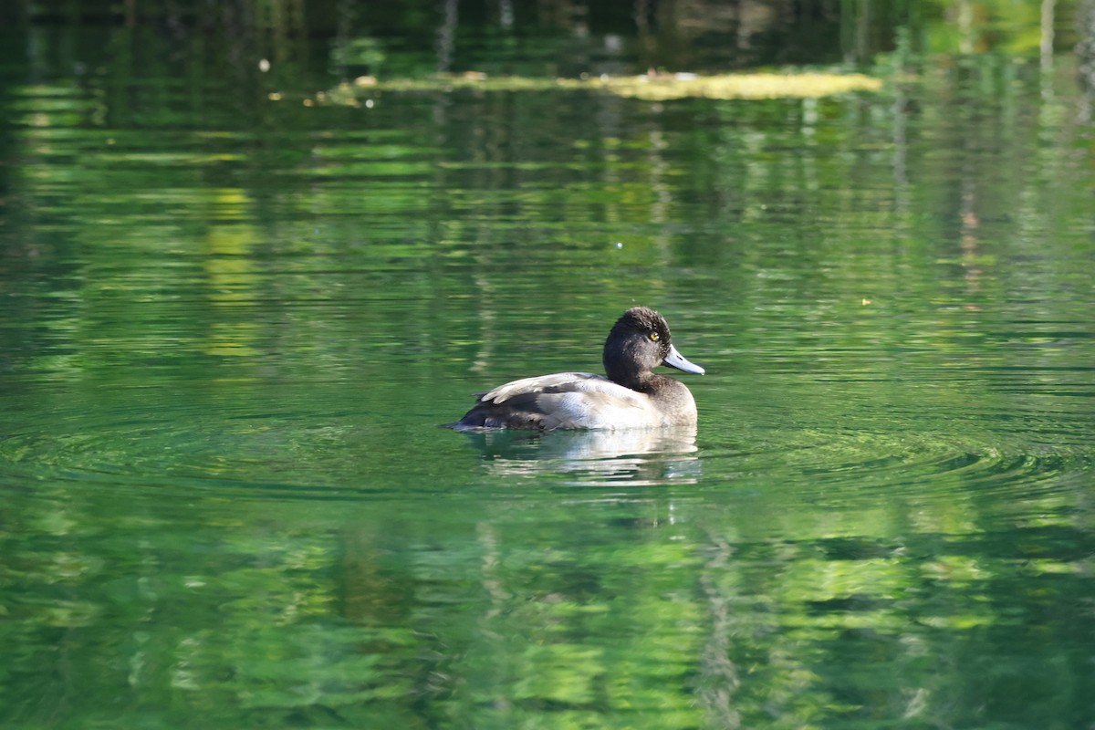 Lesser Scaup - ML611840417