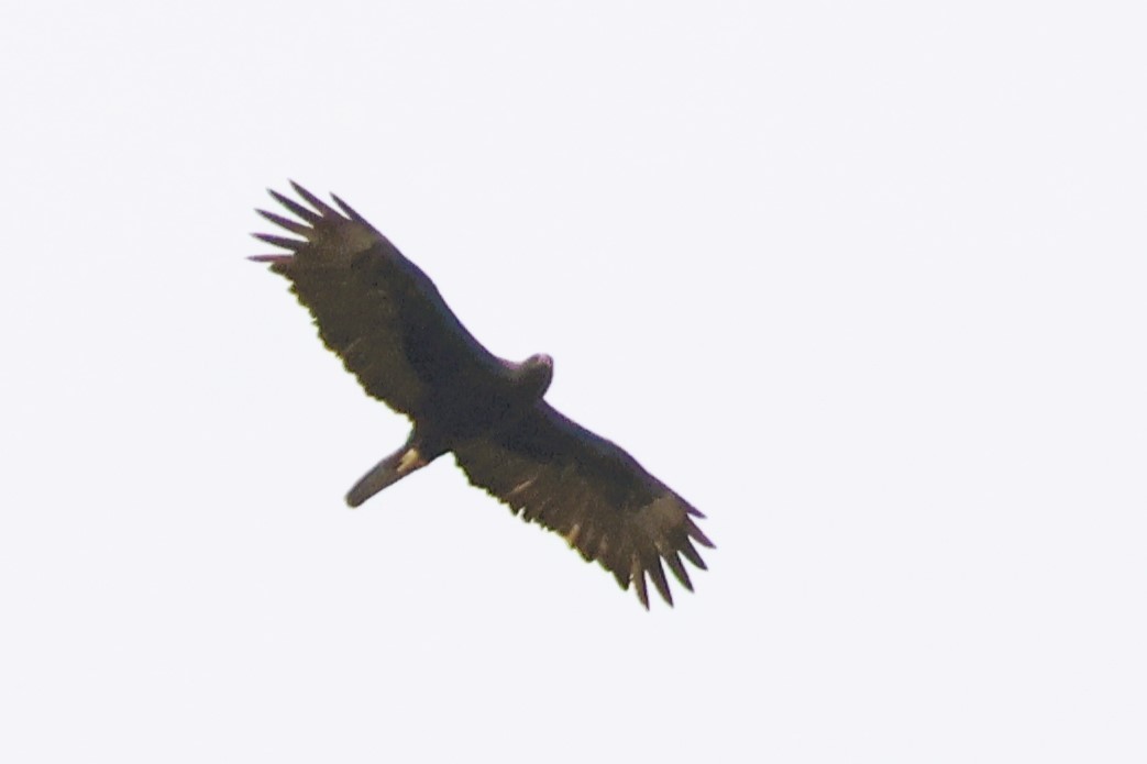 Wahlberg's Eagle - ML611840418