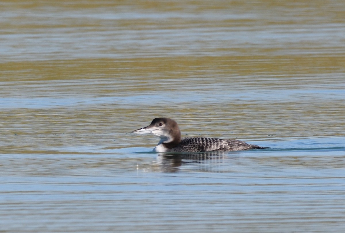 Common Loon - ML611840443