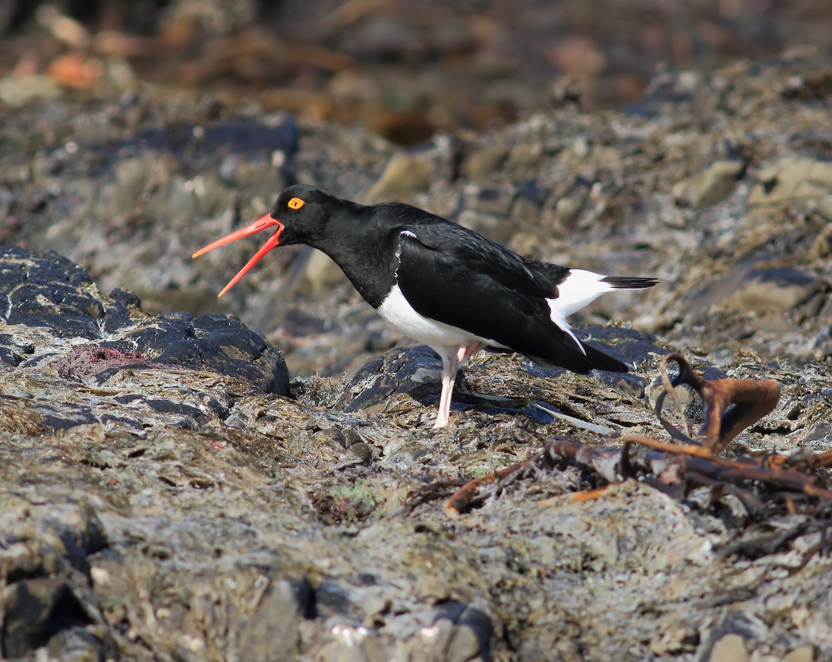 Magellanic Oystercatcher - ML611840448