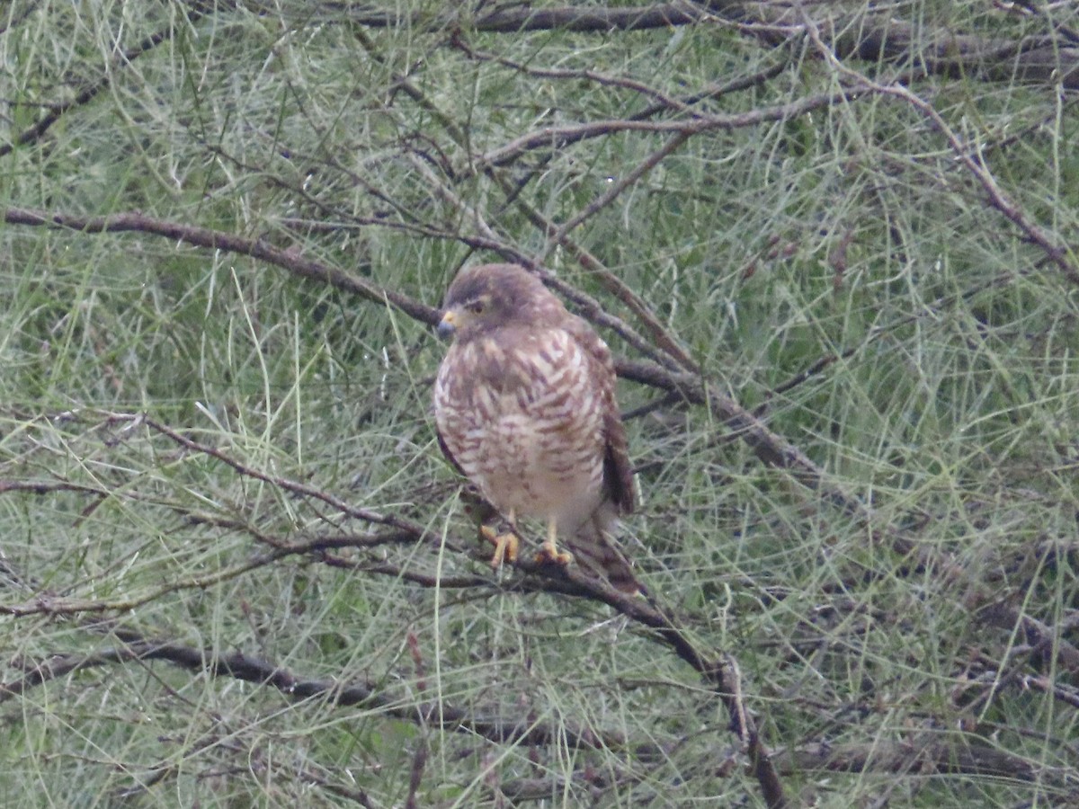 Roadside Hawk - ML611840471