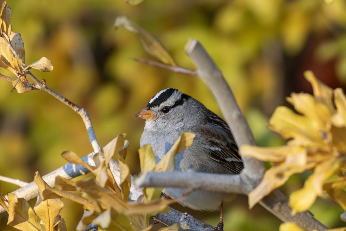White-crowned Sparrow - ML611840581