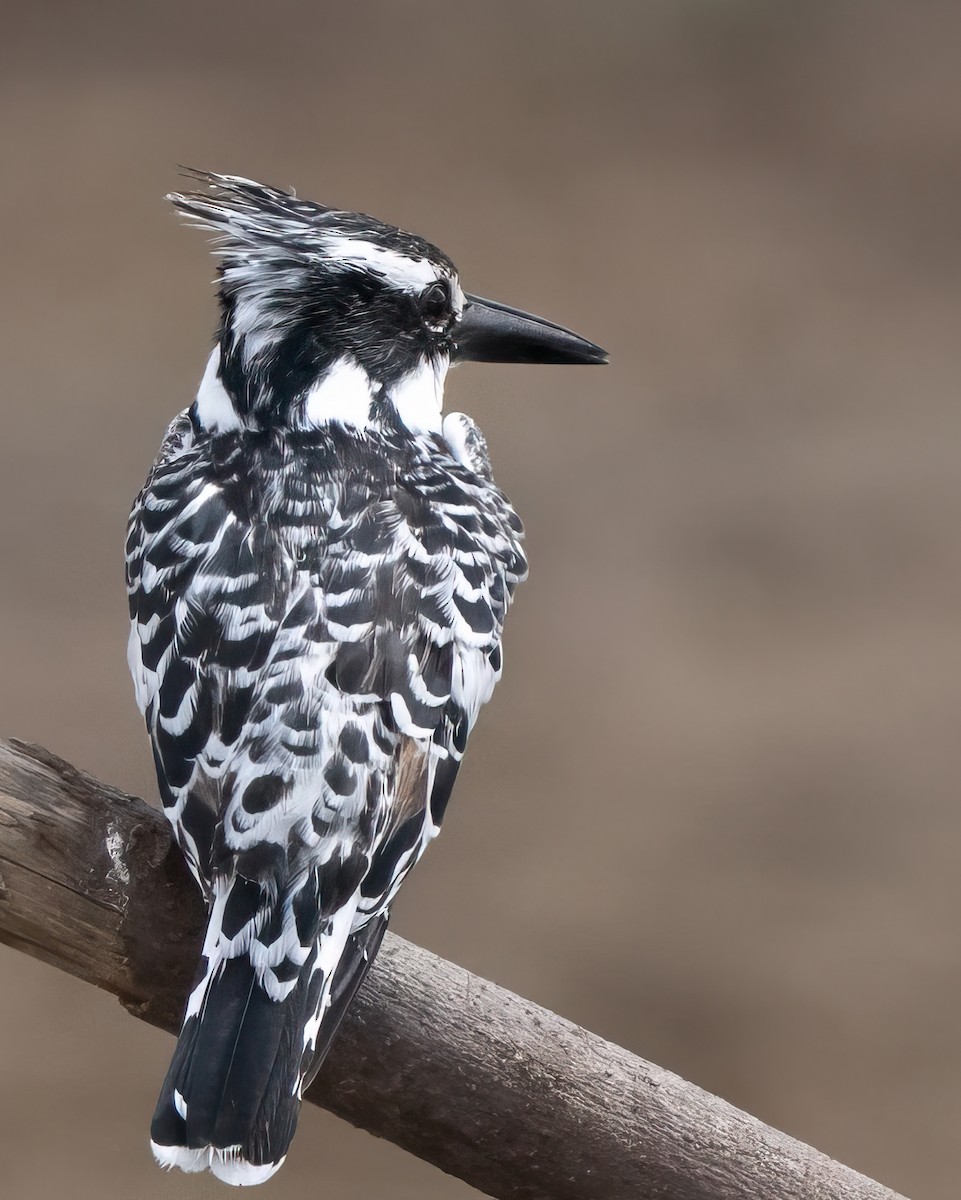 Pied Kingfisher - Pete Myers