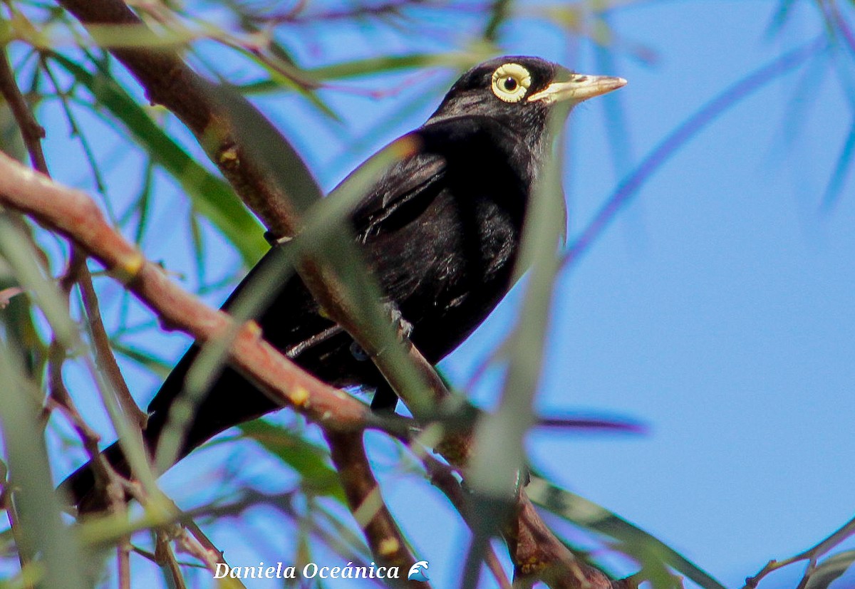 Spectacled Tyrant - ML611840767