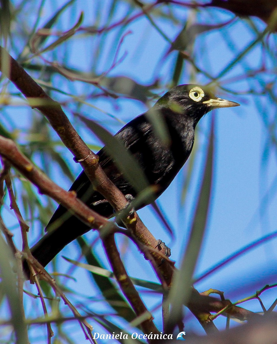 Spectacled Tyrant - ML611840769