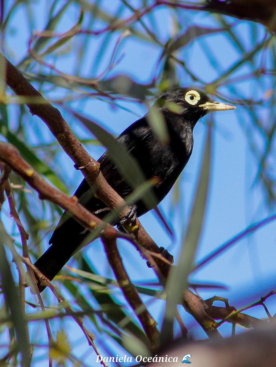 Spectacled Tyrant - ML611840770