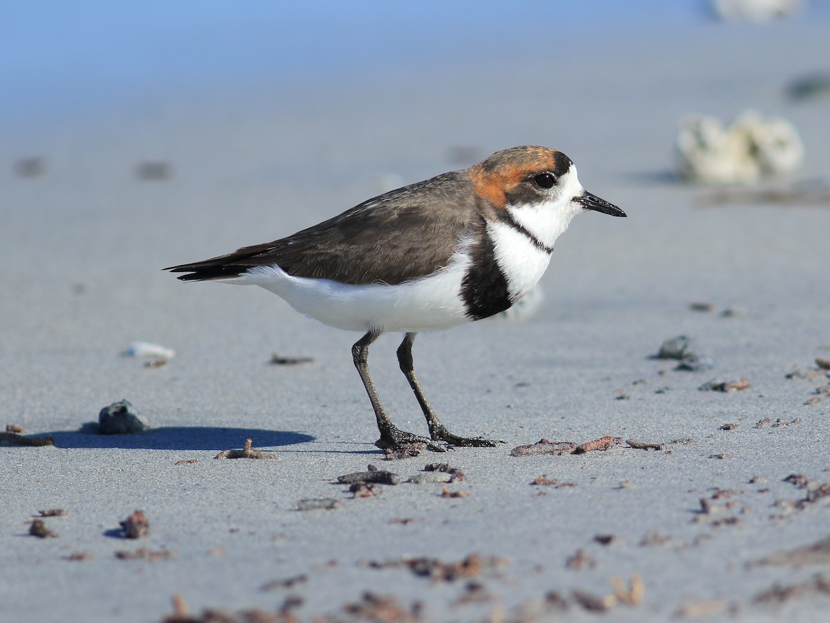 Two-banded Plover - ML611840783