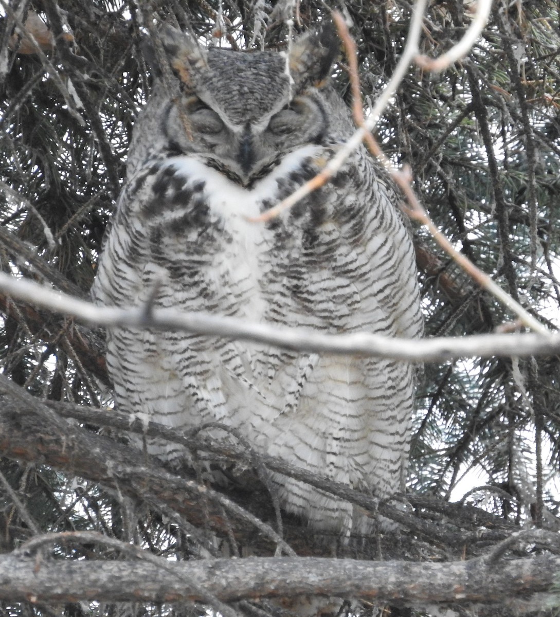 Great Horned Owl - ML611840784