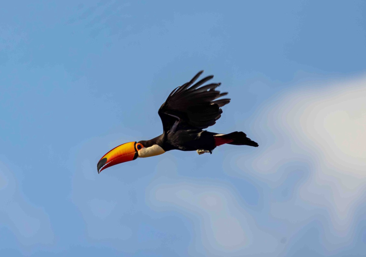 Toco Toucan - ML611840812