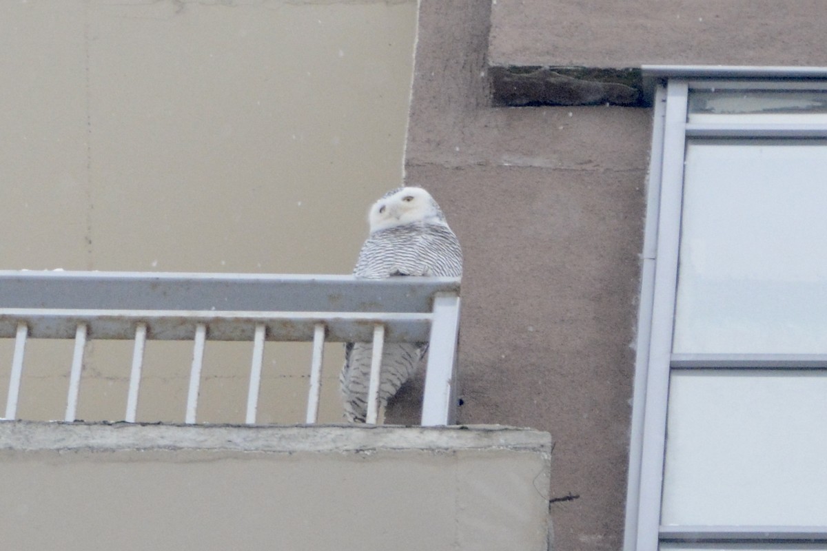 Snowy Owl - ML611840848