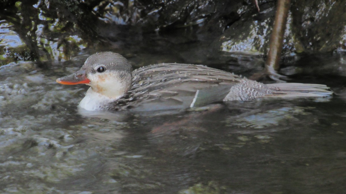 Torrent Duck - ML611840852