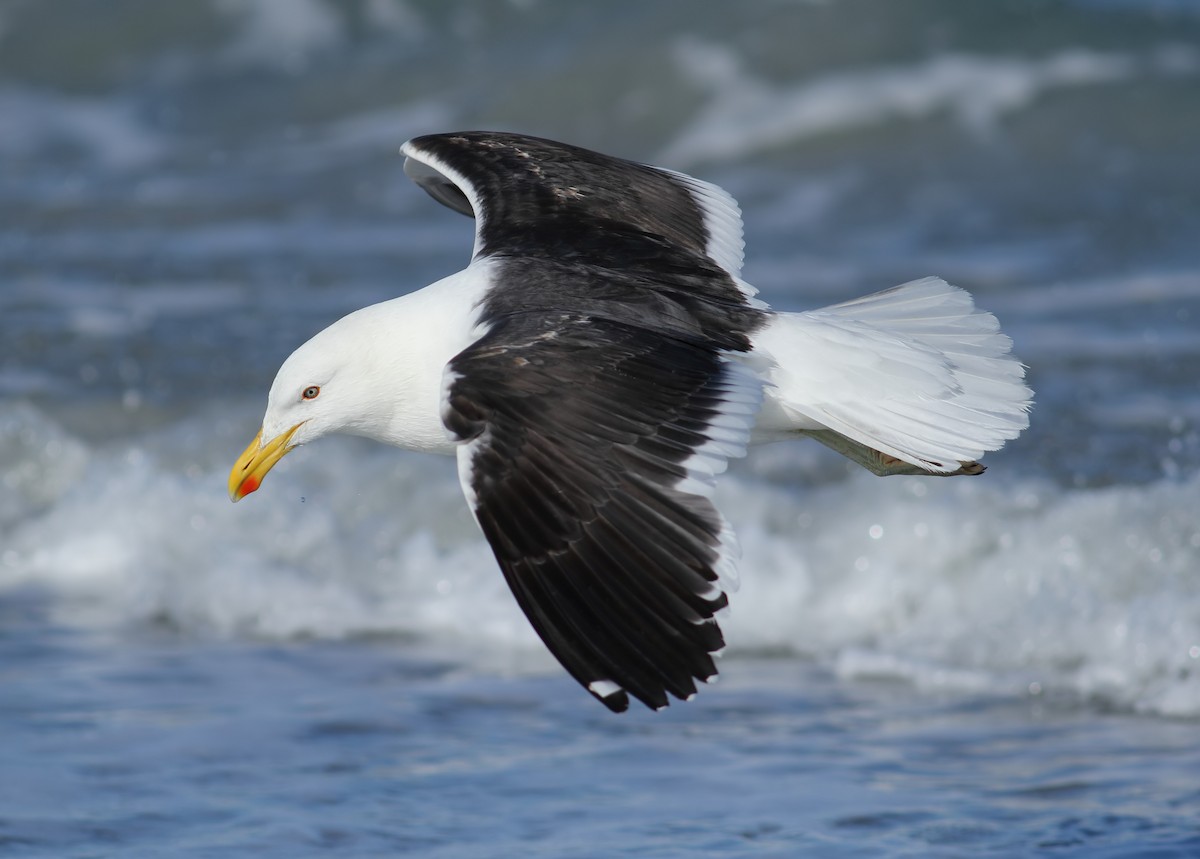 Kelp Gull - ML611840866