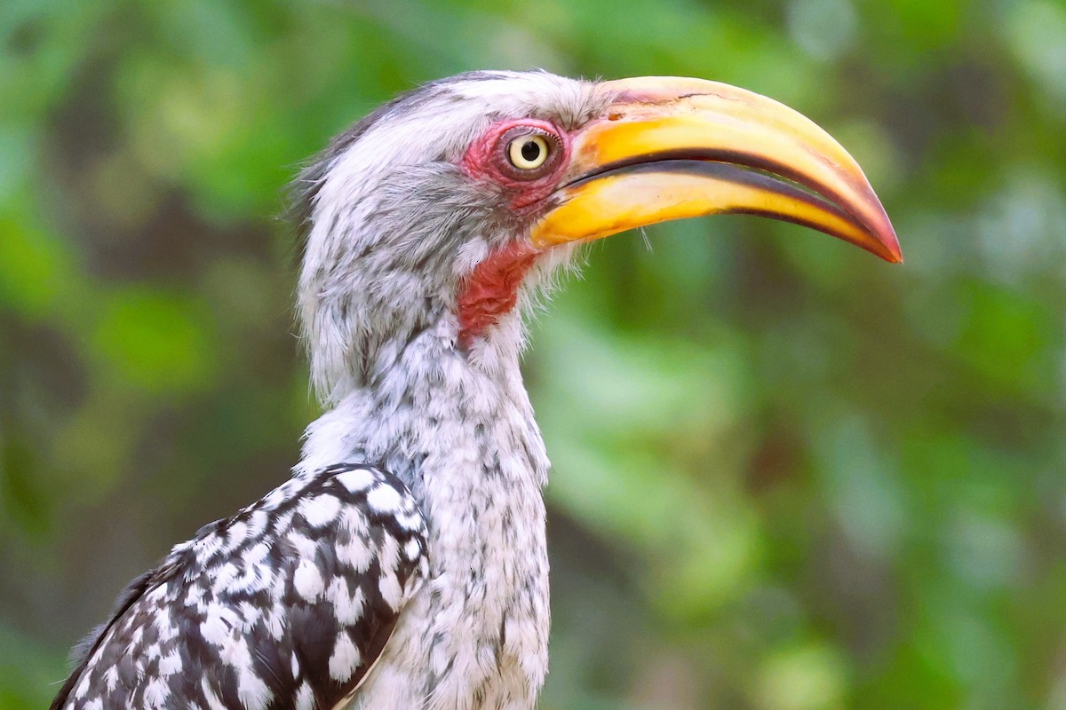 Southern Yellow-billed Hornbill - ML611840873