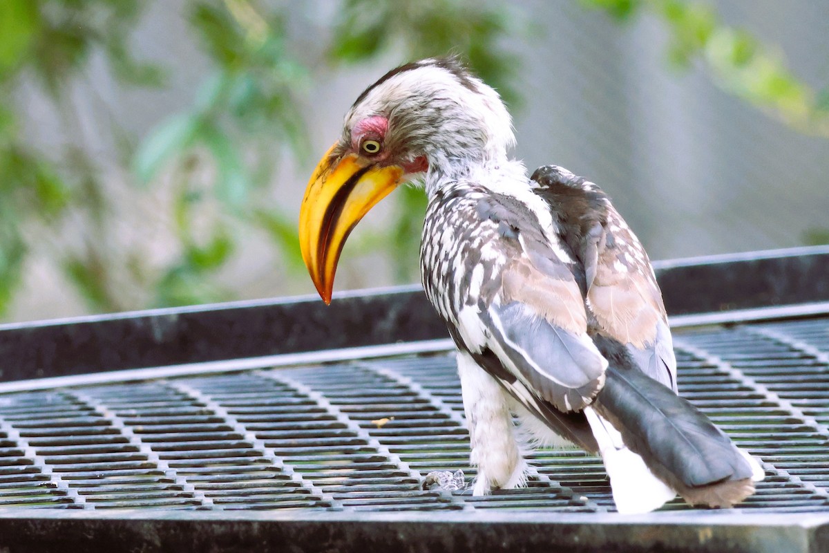 Southern Yellow-billed Hornbill - ML611840874