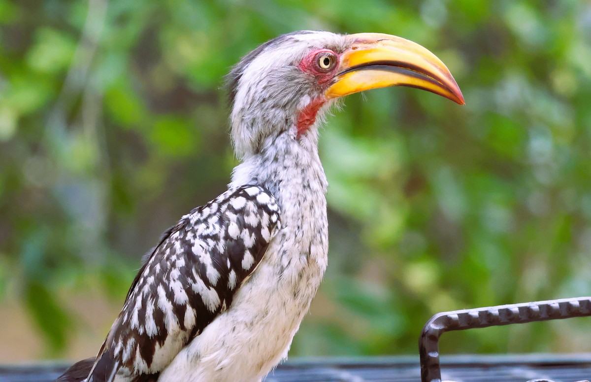 Southern Yellow-billed Hornbill - ML611840875