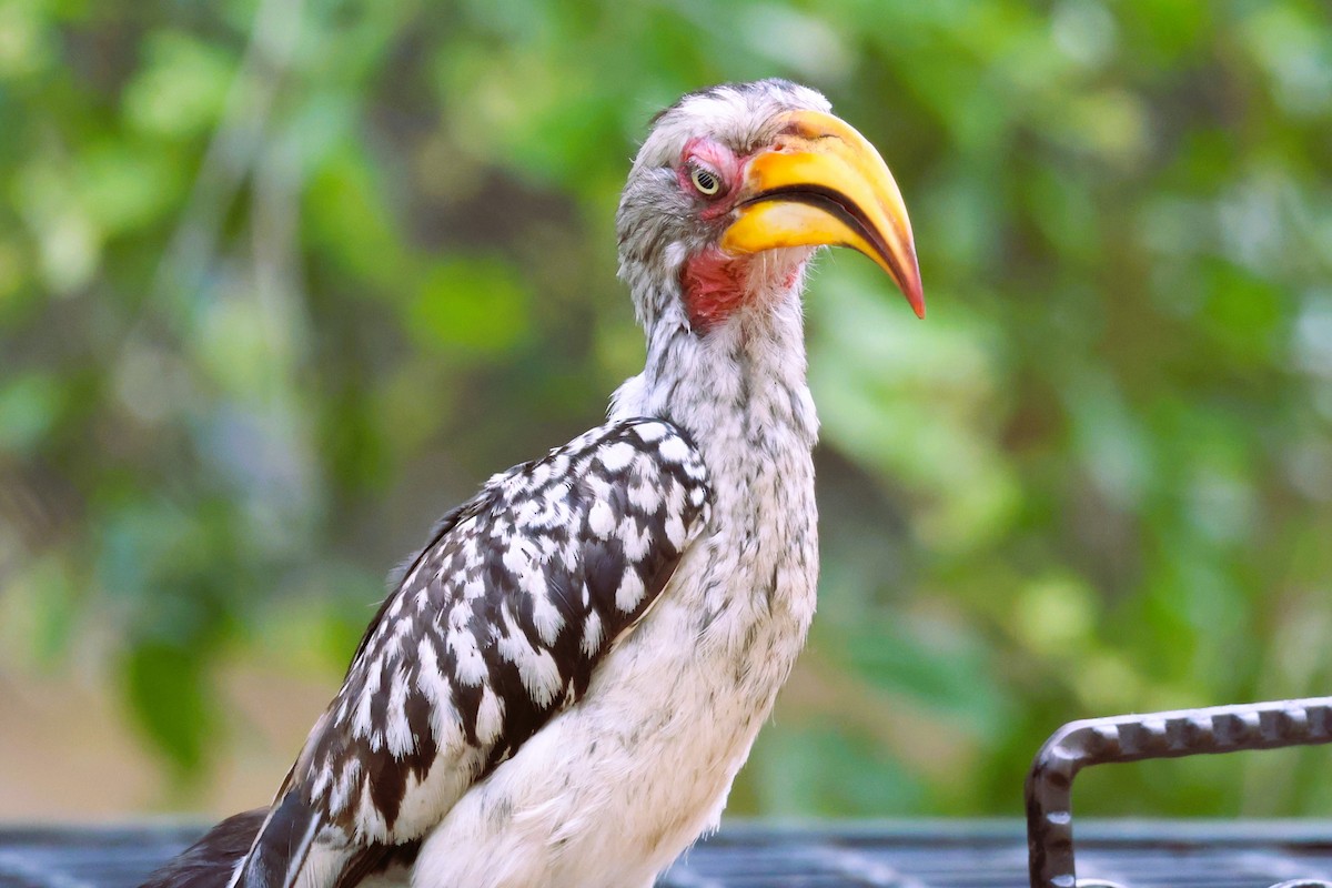 Southern Yellow-billed Hornbill - ML611840876