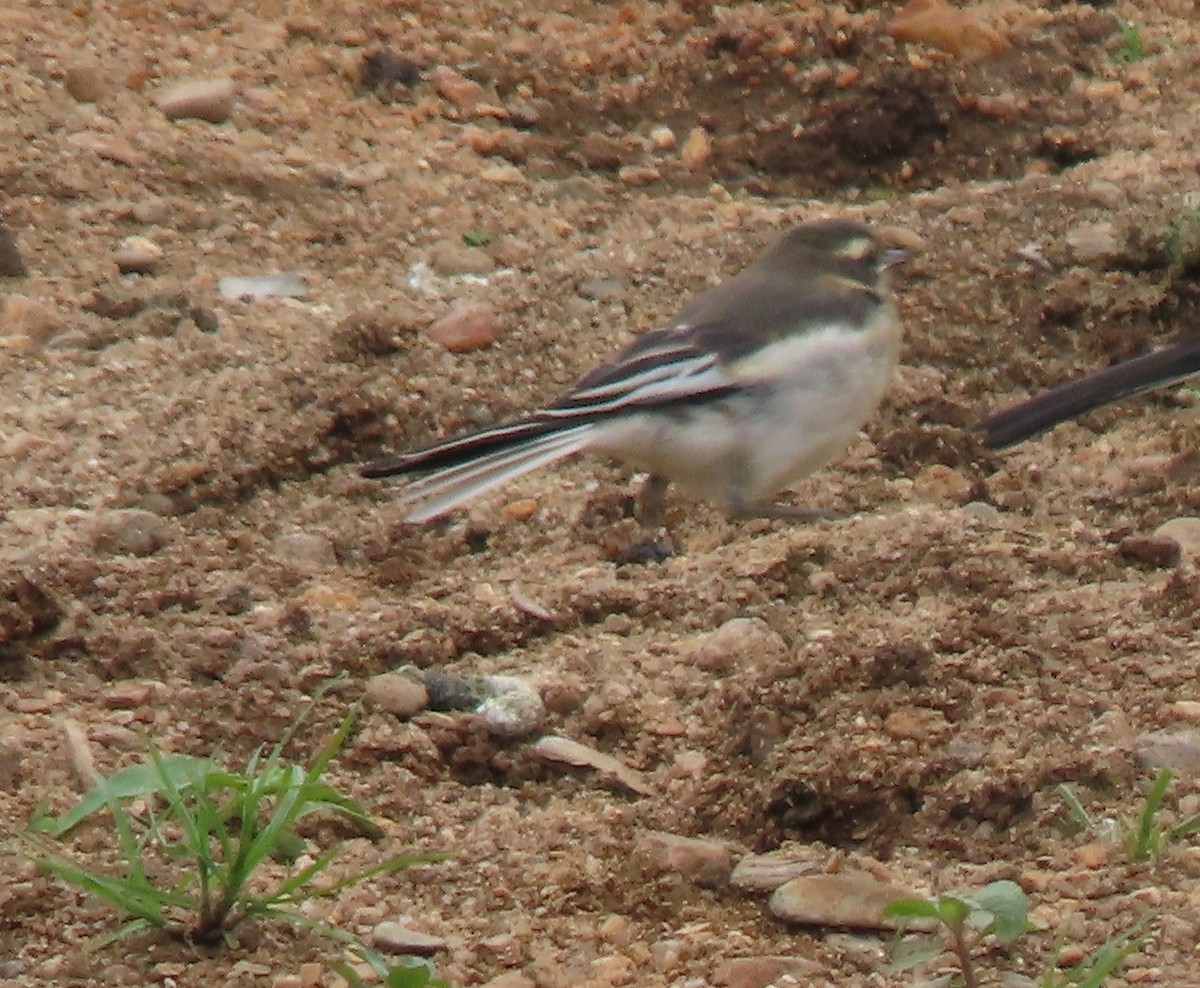 African Pied Wagtail - ML611840896