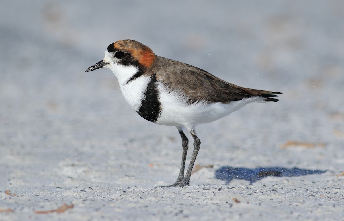 Two-banded Plover - ML611840972