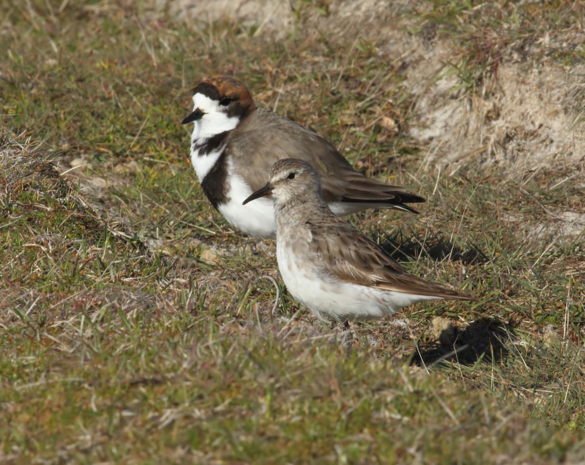 White-rumped Sandpiper - ML611841119