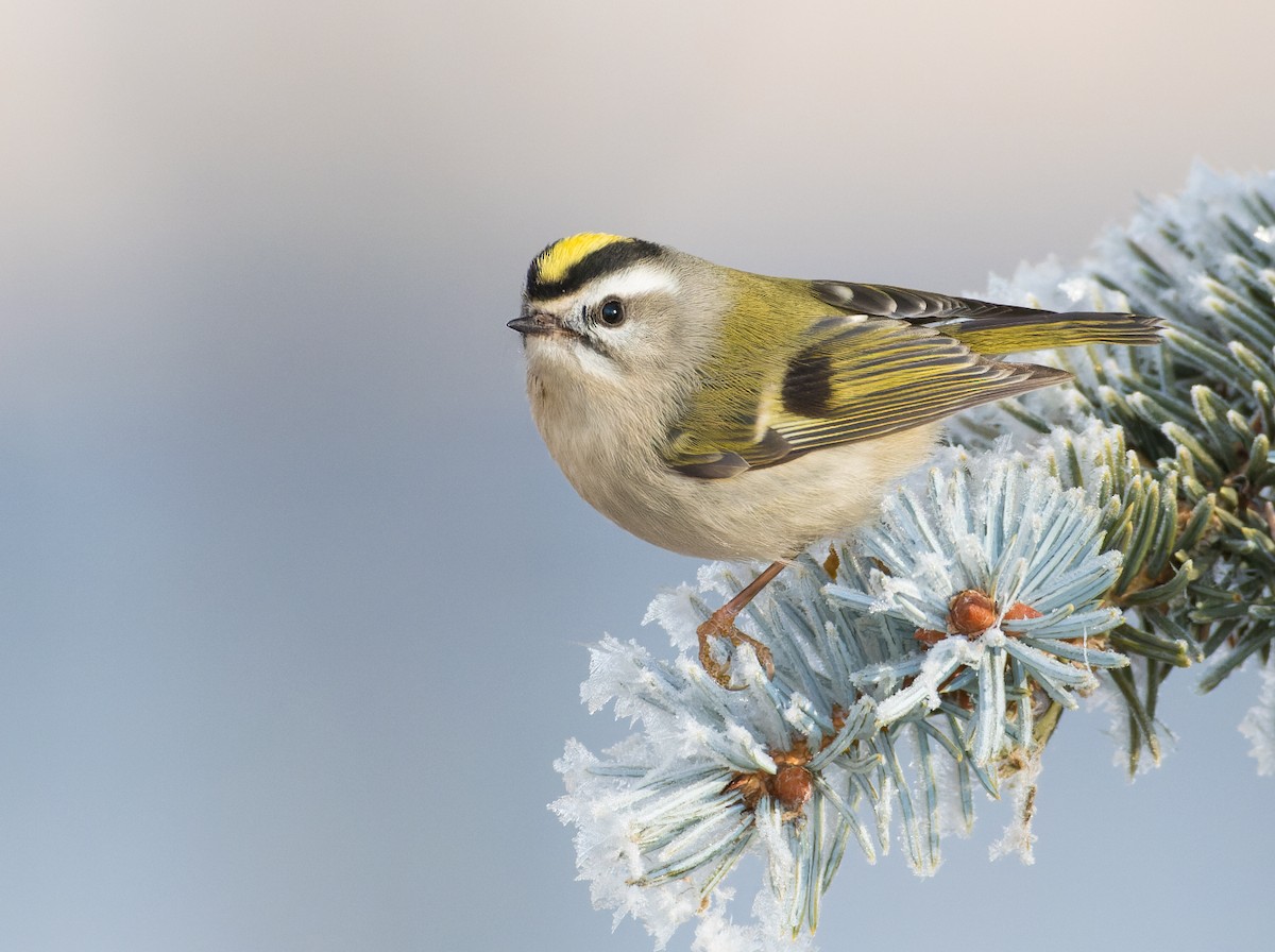 Golden-crowned Kinglet - ML611841137