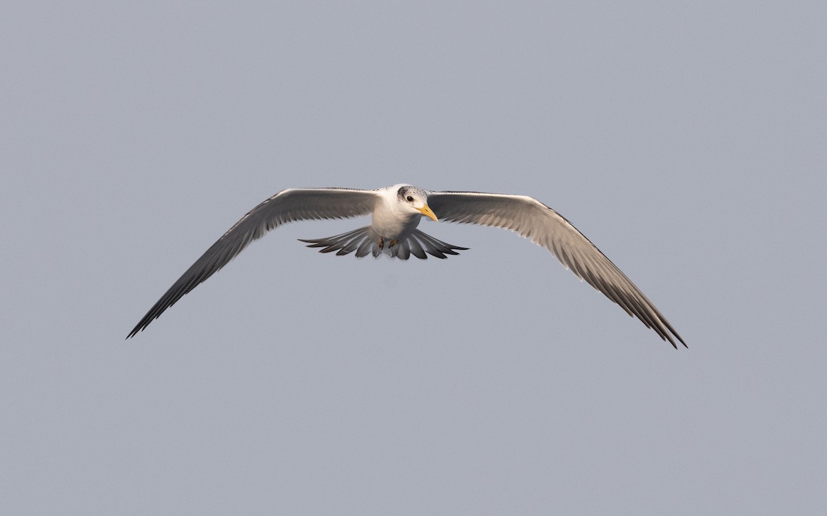 Great Crested Tern - ML611841162