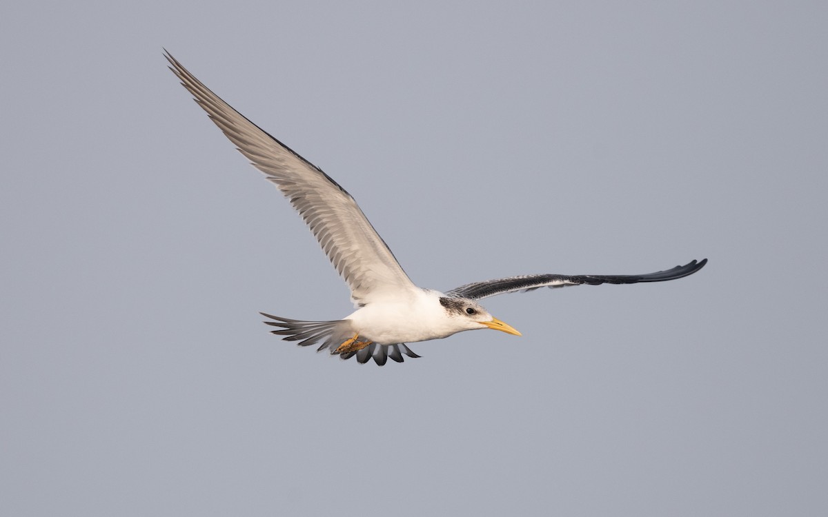 Great Crested Tern - ML611841163