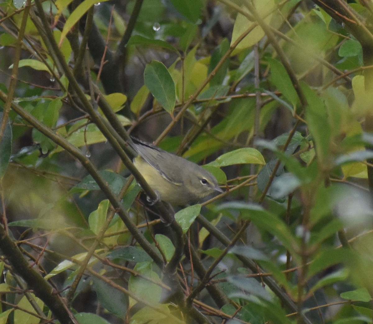 Orange-crowned Warbler - ML611841173