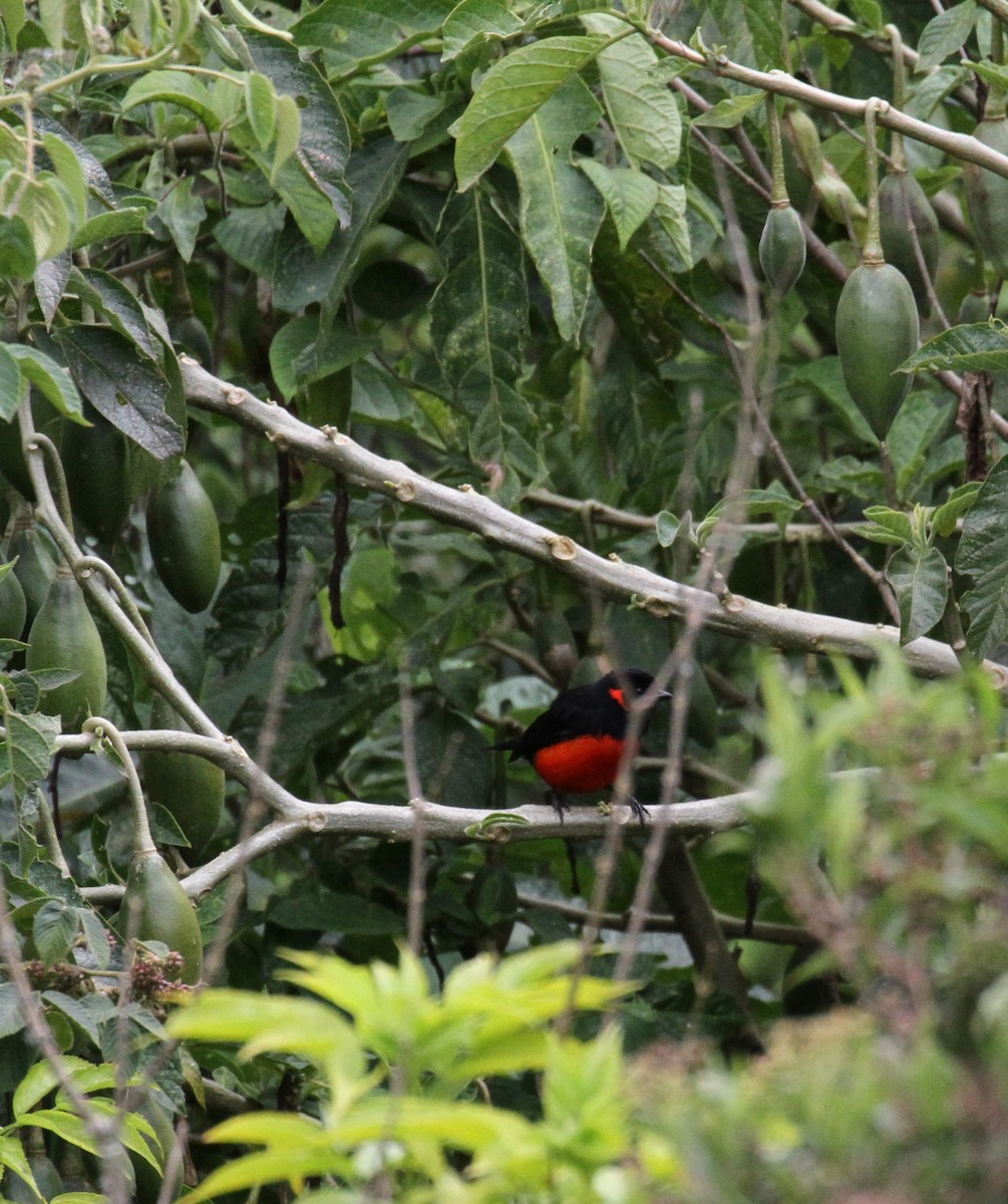 Scarlet-bellied Mountain Tanager - Don Coons