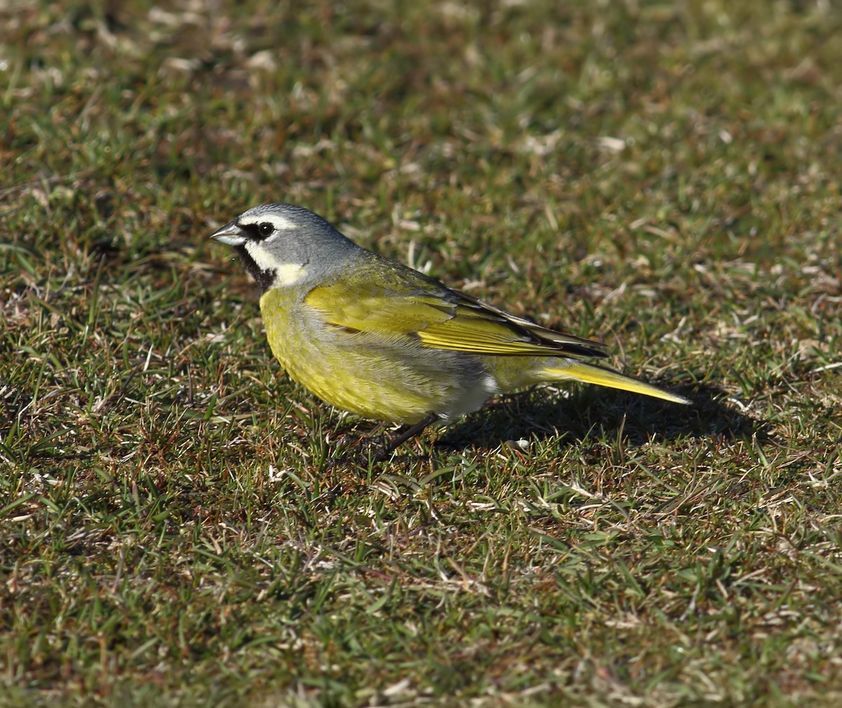 White-bridled Finch (Falkland) - ML611841209