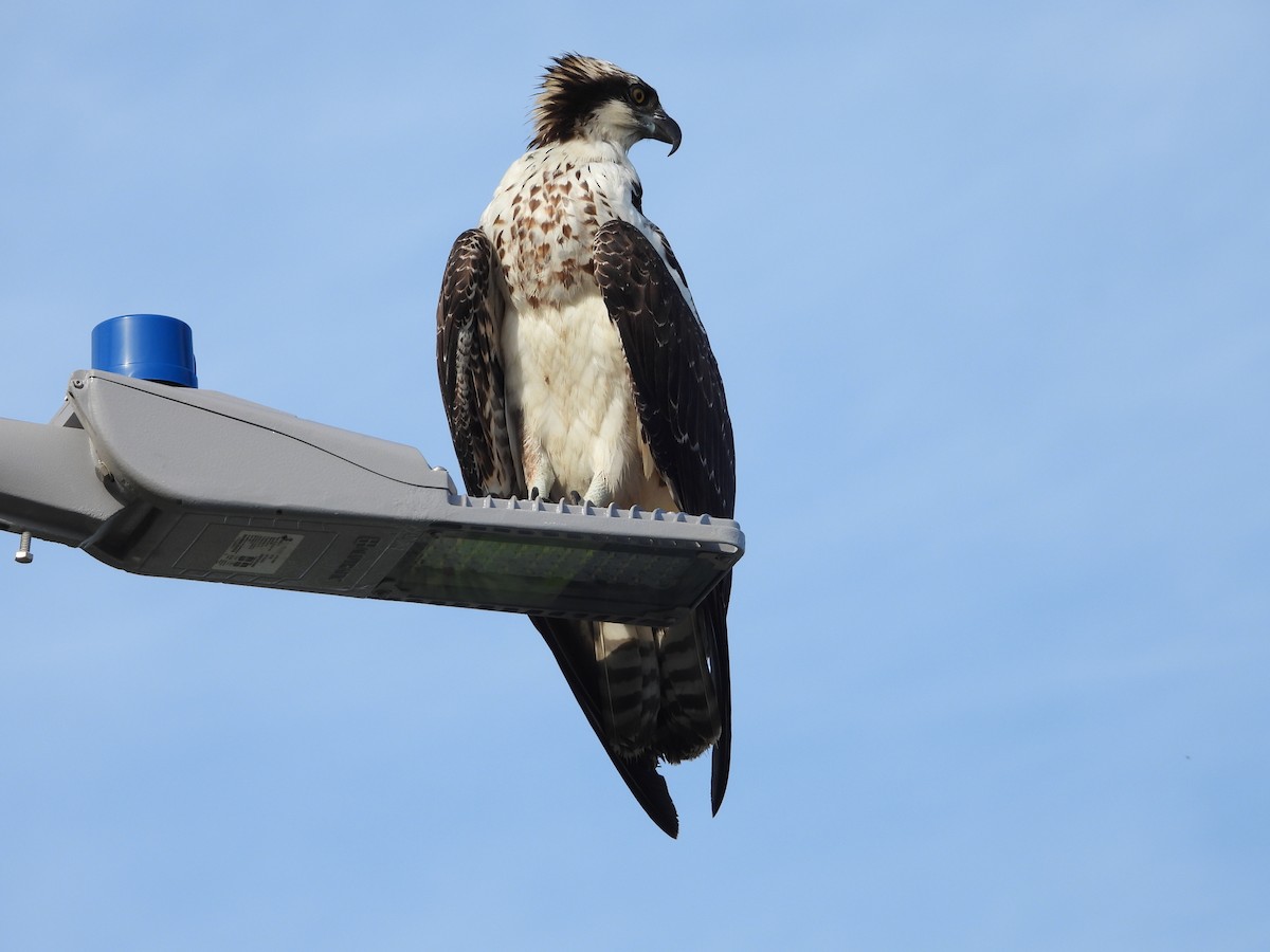 Osprey - Juan Carlos Luna Garcia