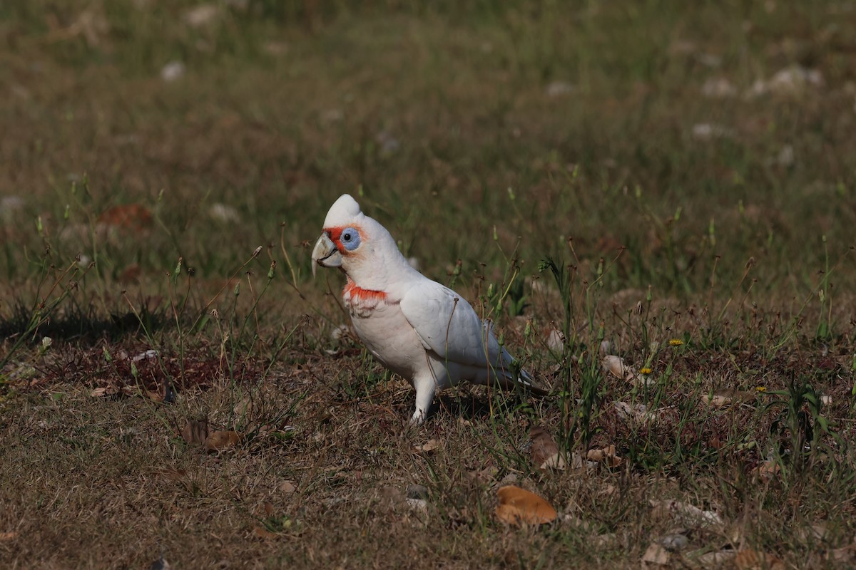 kakadu ostrozobý - ML611841248